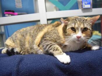 Domestic Short Hair Cats Available for Adoption - APHRODITE | PetCurious