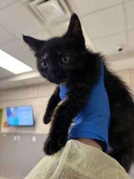 BREAD -  Domestic Short Hair Cat for Adoption in Las Vegas, Nevada - BREAD | PetCurious