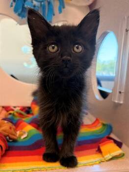 Domestic Short Hair Cats Available for Adoption in Leesburg, Virginia - PAIGE | PetCurious