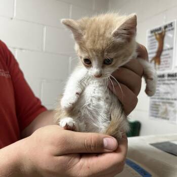 Domestic Short Hair Cats Available for Adoption - Venus | PetCurious