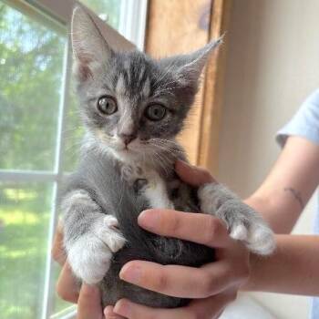 Dandelion Woodville -  Extra Toes Cat Hemingway Polydactyl and Tabby Cat for Adoption in Friendswood, Texas - Dandelion Woodville | PetCurious
