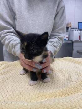 Domestic Short Hair Cats Available for Adoption in Gastonia, North Carolina - Yellow Band | PetCurious