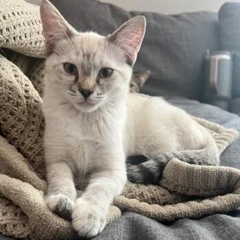 Heather -  Domestic Short Hair and Siamese Cat for Adoption in Grantsville, Utah - Heather | PetCurious
