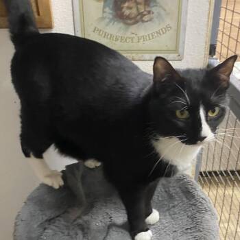 Domestic Short Hair Cats Available for Adoption in Stanwood, Washington - Lofty | PetCurious