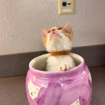 Sandy -  Domestic Short Hair Cat for Adoption in Denver, Colorado - Sandy | PetCurious