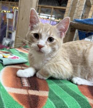 Merlin -  Domestic Short Hair Cat for Adoption in Faribault, Minnesota - Merlin | PetCurious