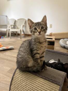 Carlos Ramon -  Domestic Medium Hair Cat for Adoption in Saint Paul, Minnesota - Carlos Ramon | PetCurious