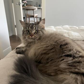 Siberian Cats Available for Adoption in Medford, Massachusetts - Bihter | PetCurious