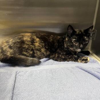 Starlight -  Domestic Short Hair Cat for Adoption in Long Beach, California - Starlight | PetCurious