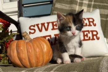 Mariah Carey -  Domestic Short Hair Cat for Adoption in Martinsburg, West Virginia - Mariah Carey | PetCurious