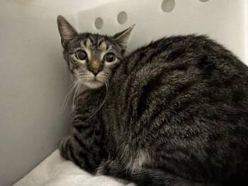 Domestic Short Hair Cats Available for Adoption - Houdini | PetCurious