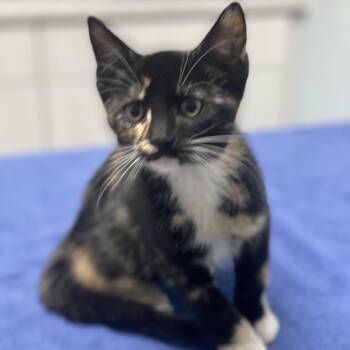 Squishmallow -  Domestic Short Hair Cat for Adoption in Riverside, California - Squishmallow | PetCurious
