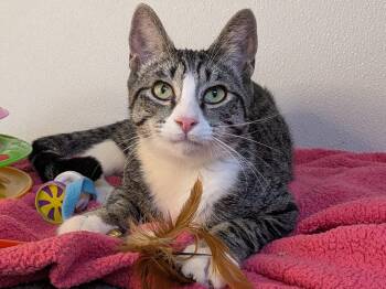Rescue Tabby and Domestic Short Hair Cats for Adoption in Republic, Washington - Fritos SHY CAT SPECIAL $20 | PetCurious
