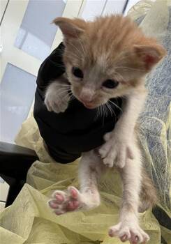 LUCKY -  Domestic Short Hair Cat for Adoption in Dallas, Texas - LUCKY | PetCurious