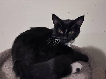 Tuxedo Cats Available for Adoption - Laverne (Laverne & Shirley) | PetCurious
