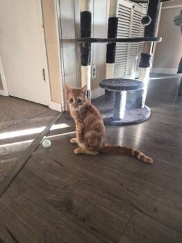 Domestic Short Hair Cats Available for Adoption - Rooster | PetCurious