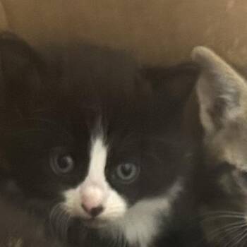 Domestic Short Hair Cats Available for Adoption in Philadelphia, Pennsylvania - Left | PetCurious