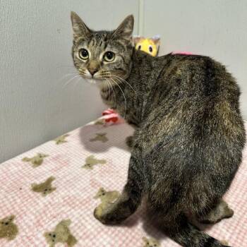Domestic Short Hair Cats Available for Adoption - Angela | PetCurious