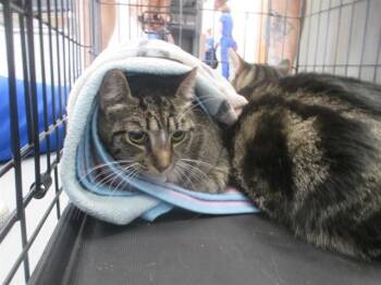 KATANA -  Domestic Short Hair Cat for Adoption in Ocala, Florida - KATANA | PetCurious