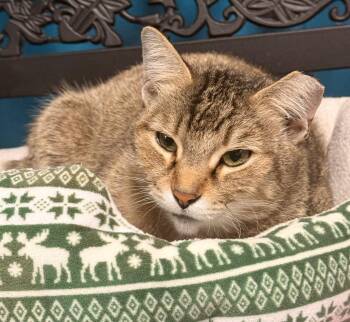 Domestic Short Hair Cats Available for Adoption in Defiance, Ohio - Poppy | PetCurious