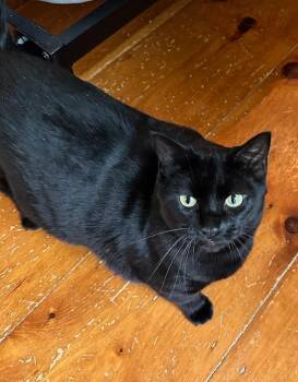Rescue Domestic Short Hair Cats for Adoption in Rochester, New Hampshire - Meadow | PetCurious