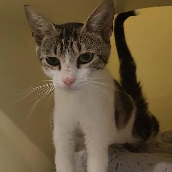 Valentina -  Domestic Short Hair Cat for Adoption in Charleston, South Carolina - Valentina | PetCurious