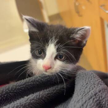 Orca -  Domestic Short Hair Cat for Adoption in Chattanooga, Tennessee - Orca | PetCurious