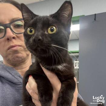 Domestic Short Hair Cats Available for Adoption - Carrie | PetCurious