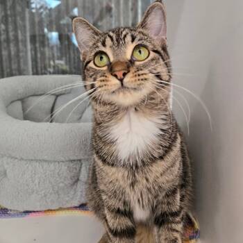 Rescue Domestic Short Hair Cats for Adoption in Chicago, Illinois - J.C. (bonded W/Elizabeth) | PetCurious