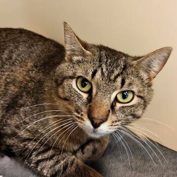 Panda -  Domestic Short Hair Cat for Adoption in Cumming, Georgia - Panda | PetCurious