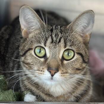 Cinnamon Spice -  Domestic Short Hair Cat for Adoption in Matteson, Illinois - Cinnamon Spice | PetCurious
