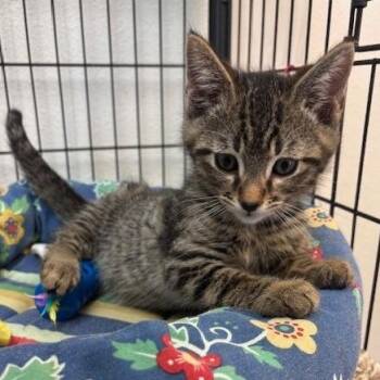 Meringue -  Domestic Short Hair Cat for Adoption in Long Beach, California - Meringue | PetCurious