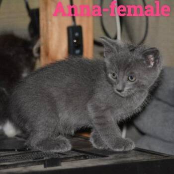 Anna -  Domestic Short Hair Cat for Adoption in New Tazewell, Tennessee - Anna | PetCurious