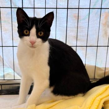 MooMoo -  Domestic Short Hair Cat for Adoption in Cumming, Georgia - MooMoo | PetCurious