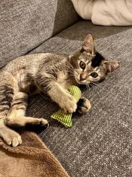 Domestic Short Hair Cats Available for Adoption - Sprite | PetCurious