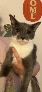 Rescue Domestic Short Hair Cats for Adoption in Visalia, California - Gracie | PetCurious