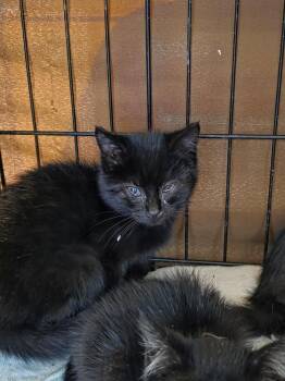 Domestic Short Hair Cats Available for Adoption - Teddy Bear | PetCurious