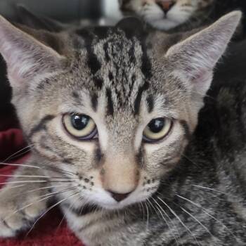 Molly -  Domestic Short Hair Cat for Adoption in Las Vegas, Nevada - Molly | PetCurious