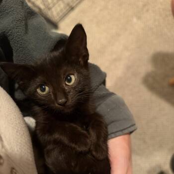 Spooky Lucy -  Domestic Short Hair Cat for Adoption in Wanaque, New Jersey - Spooky Lucy | PetCurious