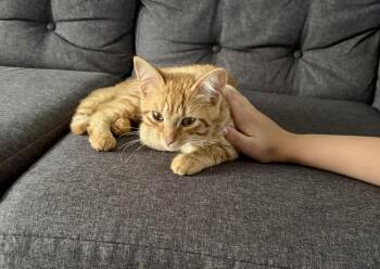 Dorito -  Domestic Short Hair Cat for Adoption in Ferndale, Michigan - Dorito | PetCurious
