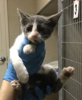 KRAMER -  Domestic Short Hair Cat for Adoption in Riverside, California - KRAMER | PetCurious