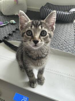 Mike -  Domestic Short Hair Cat for Adoption in Newport, Kentucky - Mike | PetCurious