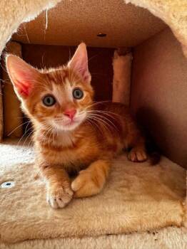 Squeaky -  Tabby Cat for Adoption in Knoxville, Tennessee - Squeaky | PetCurious