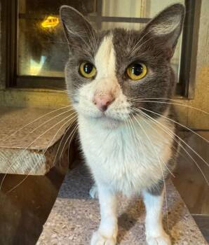 Silver Belle -  Domestic Short Hair Cat for Adoption in New Braunfels, Texas - Silver Belle | PetCurious