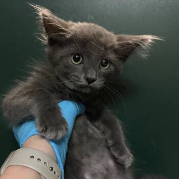 Sokka -  Domestic Medium Hair Cat for Adoption in Pasadena, California - Sokka | PetCurious
