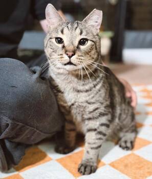Bashful -  Tabby Cat for Adoption in Philadelphia, Pennsylvania - Bashful | PetCurious