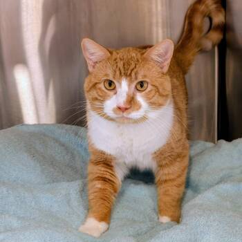 Domestic Short Hair Cats Available for Adoption - Ocean | PetCurious