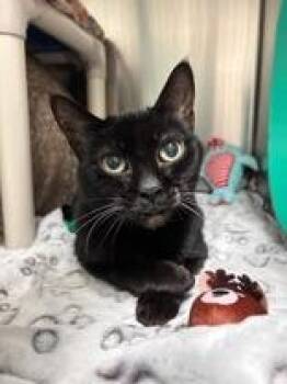 Domestic Short Hair Cats Available for Adoption - Velvet | PetCurious