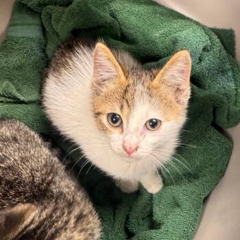 Domestic Short Hair Cats Available for Adoption in Starkville, Mississippi - Lightning | PetCurious