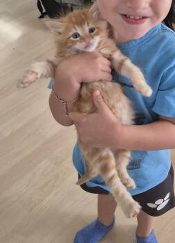 Lion (bonded w/ Tiger) -  Domestic Medium Hair Cat for Adoption in San Jose, California - Lion (bonded W/ Tiger) | PetCurious